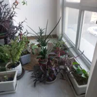 اجاره اتاق جهت مطب زیبایی