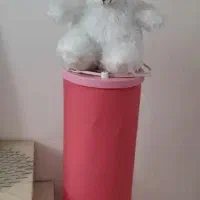 آباژور|چراغ خواب و آباژور|همدان, |دیوار