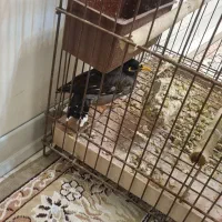 مرغ مینا|پرنده|کرج, شهرک یاس جنوبی|دیوار