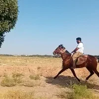 سوار کاری بااسب|اسب و تجهیزات اسبسواری|نیشابور, عطار|دیوار