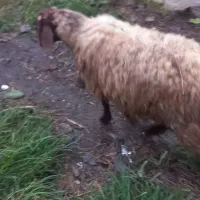 گوسفند  نر ماده