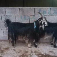 یه جفت بز روزگاری|حیوانات مزرعه|ایذه, |دیوار