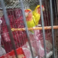 طوطی برزیلی زرد