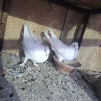 کفتر|پرنده|قم, نیروگاه|دیوار