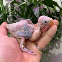 جوجه طوطی ملنگو سرلاکی حلقه پا