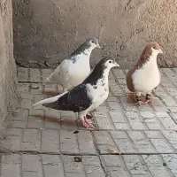 سده چپ راست