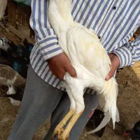 خروس لاری