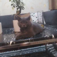 واگذاری بریتیش ماده