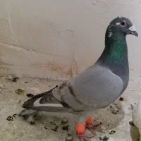 طاووسی نر|پرنده|تربتحیدریه, آغوی|دیوار