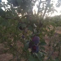 فروش یا معاوضه باغ میوه|فروش دفتر صنعتی، کشاورزی، تجاری|شازند, |دیوار