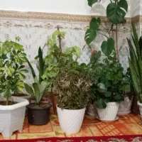 گل خانگی|گل و گیاه طبیعی|تیکمه داش, |دیوار