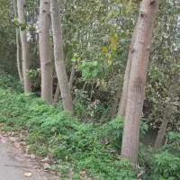 چوب صنوبر