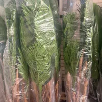 درختچه های وارداتی زیر قیمت بازار