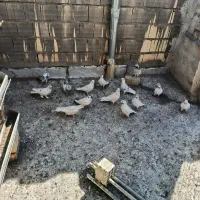 پرنده|پرنده|کاشان, طاهرآباد|دیوار