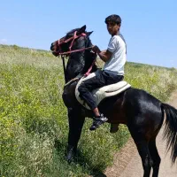 اسب‌نریان