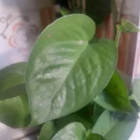 21 عدد شاخه گل قلمه پتوس