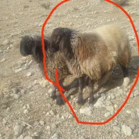 قوچ دو رون به شرت|حیوانات مزرعه|مارگون, |دیوار