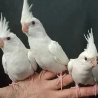 طوطی کوکاتیل رام سخنگو|پرنده|رشت, نامجو|دیوار