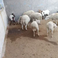 میش