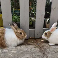 یک جفت خرگوش نر و ماده نژاد دار