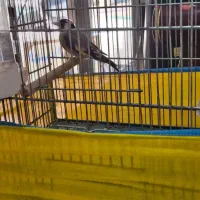 سهره نر بهاره|پرنده|ملایر, |دیوار