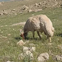 قوچ|حیوانات مزرعه|سرپل ذهاب, |دیوار
