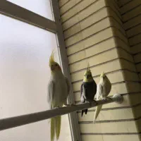 عروس هلندی بالغ و دستی