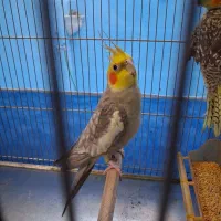 عروس هلندی نر و ماده|پرنده|مشهد, عبادی|دیوار