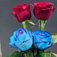 خدماتی منزل تمام وقت خانم با سواد