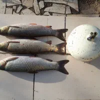 ماهی آموروکپور