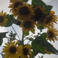 افراد باز نشسته بخوانند،