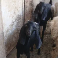 بزدورگ پاکستانی دوقلو زا بامورسیاه دوقلو زا وشیرا0|حیوانات مزرعه|یزد, |دیوار