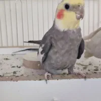 یک عدد عزوس هلندی‌|پرنده|بوکان, |دیوار