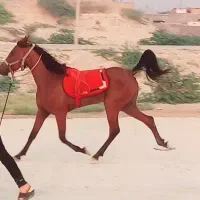 اسب مادیان سالار ۲پدر بزرگش هست|اسب و تجهیزات اسبسواری|بندر کنگان, |دیوار