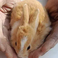 خرگوش|موش و خرگوش|ارومیه, |دیوار