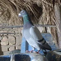 کفتر|پرنده|زهک, |دیوار