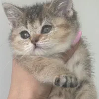 واگذاری بریتیش اسکاتیش گلد