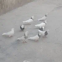 کبوتر طوقی|پرنده|بیستون, |دیوار