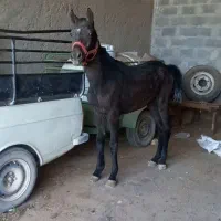 مادیان|اسب و تجهیزات اسبسواری|مبارکه, |دیوار