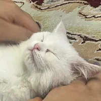گربه بریتیش ۴ ماهه|گربه|اهواز, ۲۰۰۰واحدی|دیوار