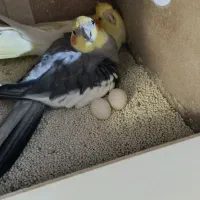 عروس هلندی جفت|پرنده|ساوه, |دیوار