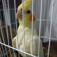 عروس پاریس یاهمون عروس هلندی|پرنده|کارون, |دیوار