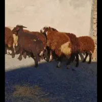 بره ماده جنس