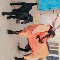 بز با بچه اش درجه یک اصل
