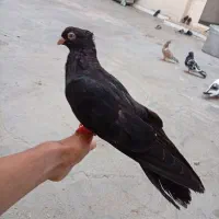 کبوتر