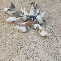 کبوتر رنگی|پرنده|بهبهان, |دیوار