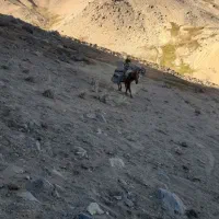 اسب خوب باری بدون هیچ مشکلی|اسب و تجهیزات اسب‌سواری|همدان, |دیوار