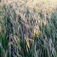 زمین کشاورزی|اجارهٔ دفتر صنعتی، کشاورزی، تجاری|درودزن, |دیوار