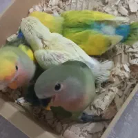 یک عدد عروس آلمینو و چهار عدد طوطی برزیلی جوجه