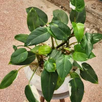 گل فیلودندرون وایت پرنسس بسیار خاص